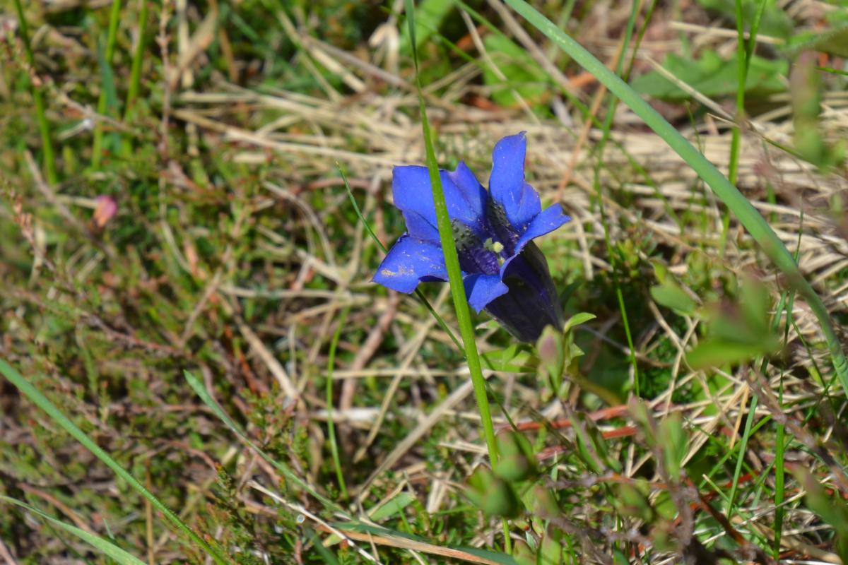 Platzer Alm 15.06.2023